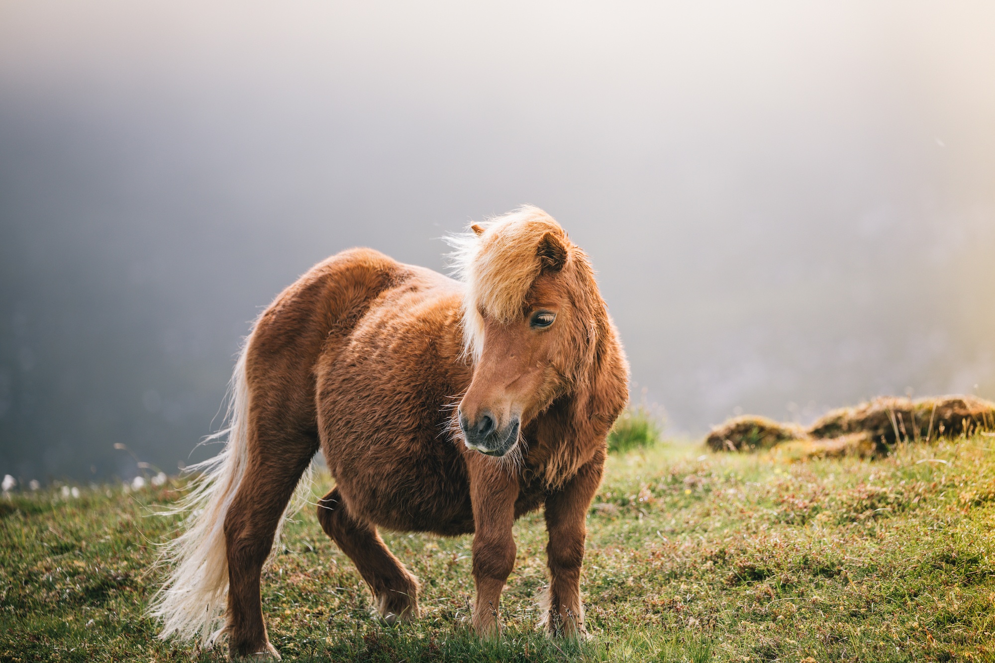 Traverc 017A2821-copy-1 Portraits of the iconic Shetland pony  
