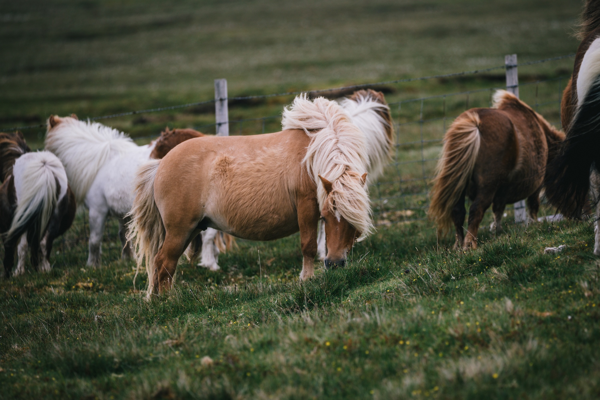 Shetland pony