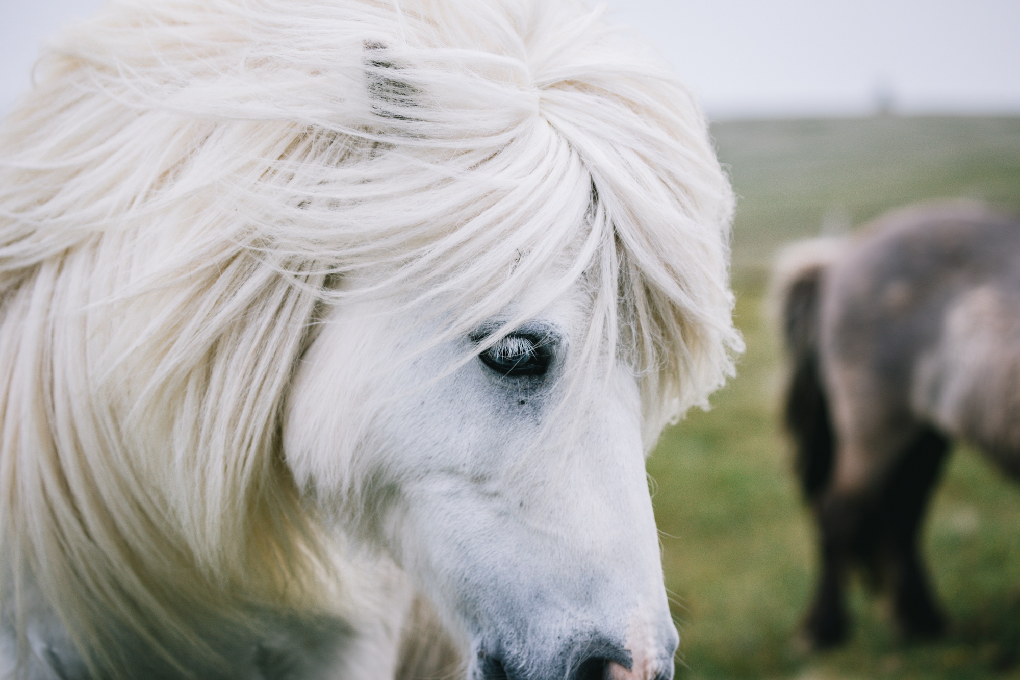 Traverc 017A2844-copy Portraits of the iconic Shetland pony  