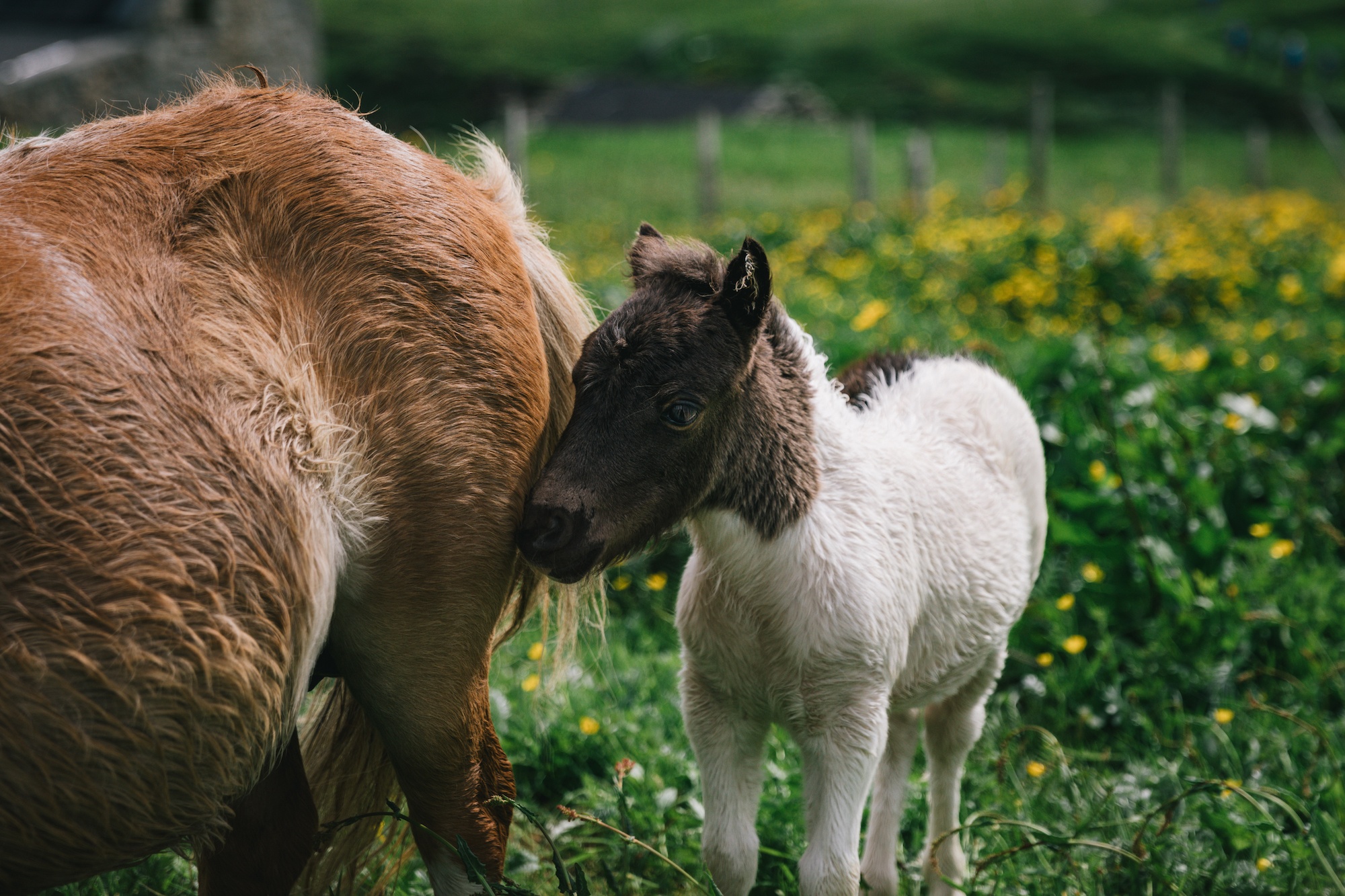 Shetland pony