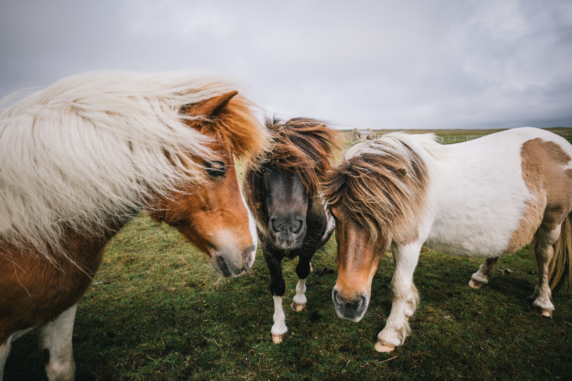 Traverc 136A3468-copy Portraits of the iconic Shetland pony  