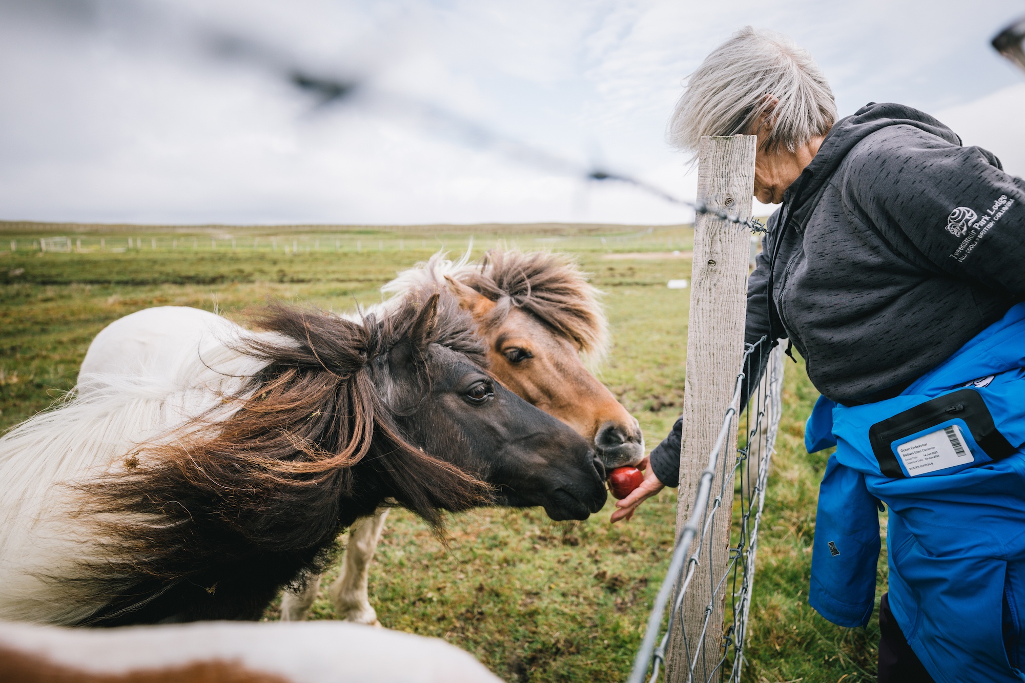 Shetland pony