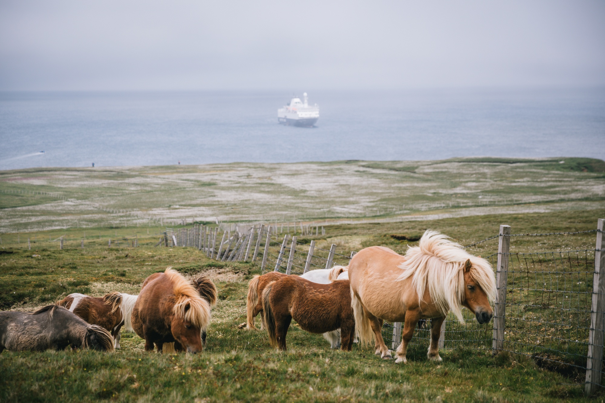 Traverc 136A3521-copy-1 Portraits of the iconic Shetland pony  