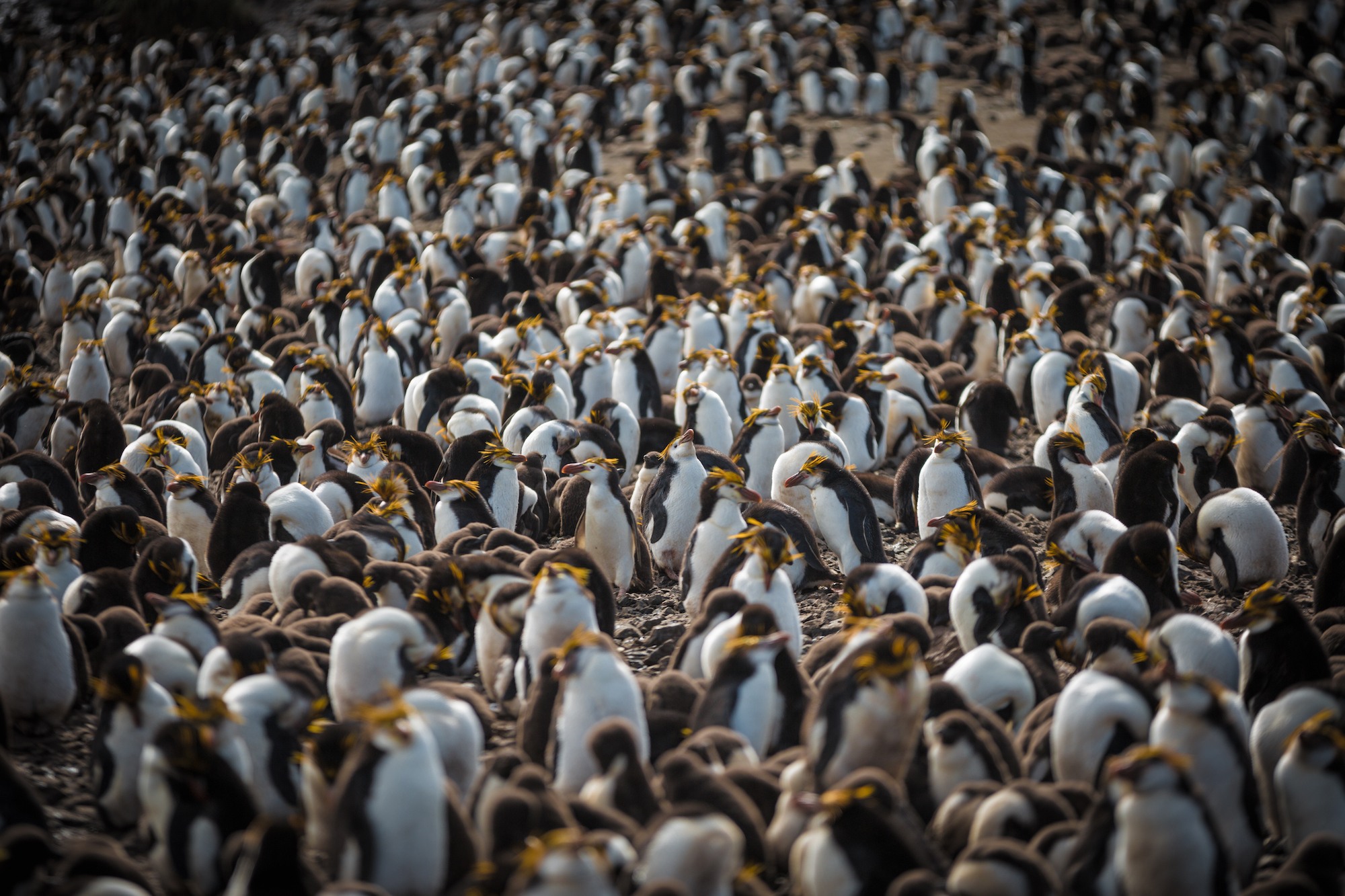 Traverc 0O6A8515 Penguins you might meet in Antarctica  