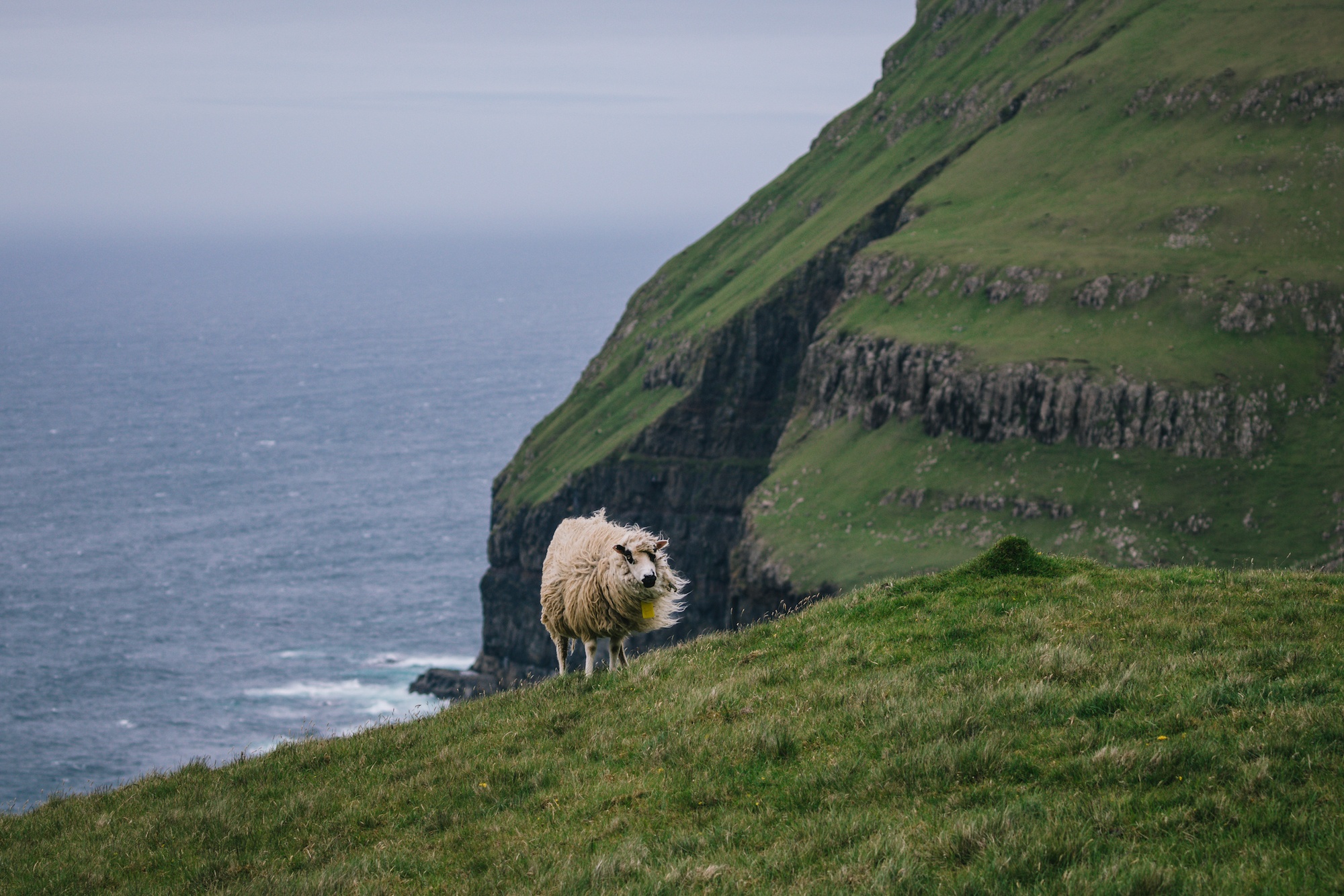 Traverc 136A4337-copy 10 things that surprised me about the Faroe Islands  