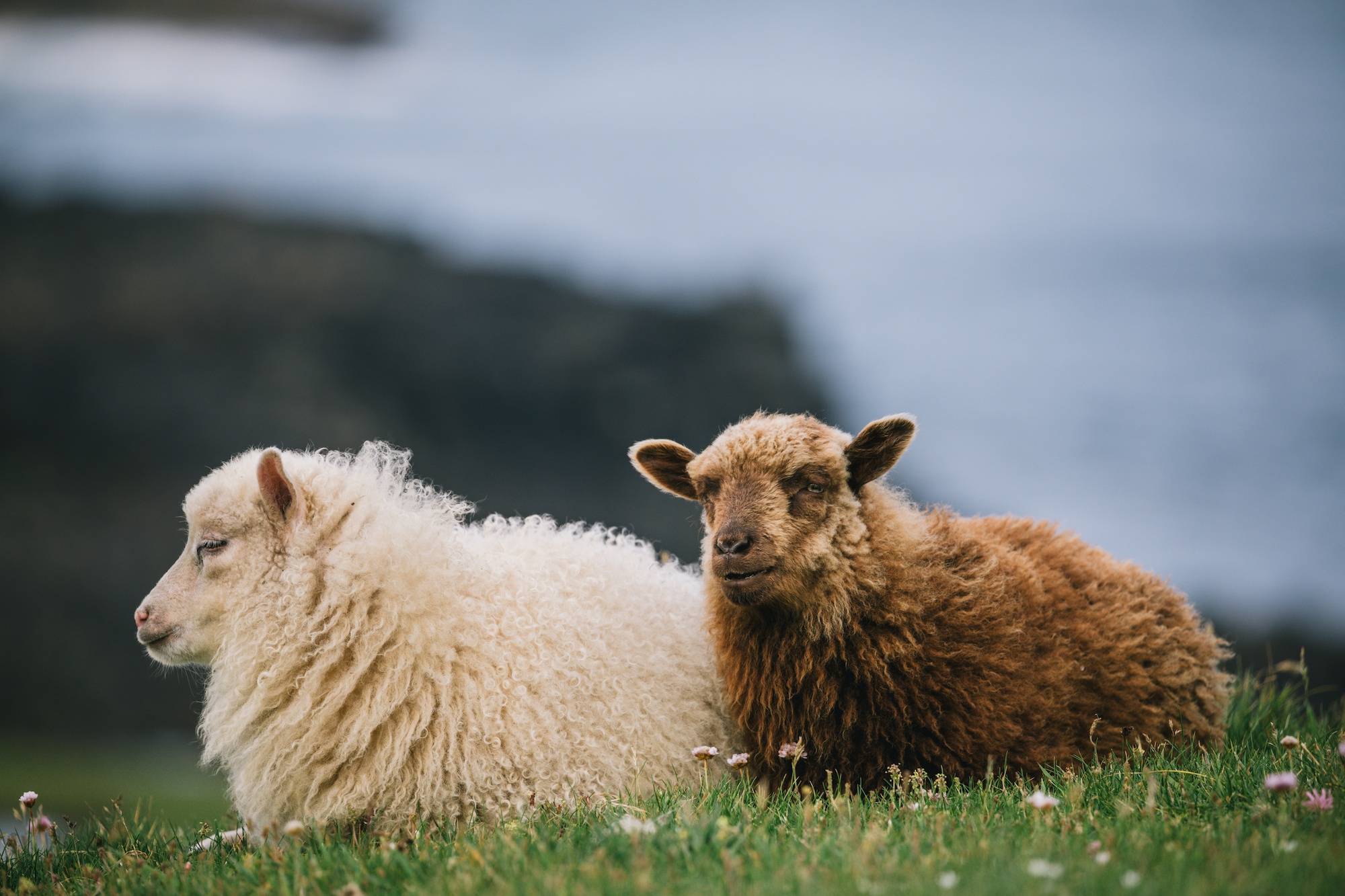 surprising things Faroe Islands