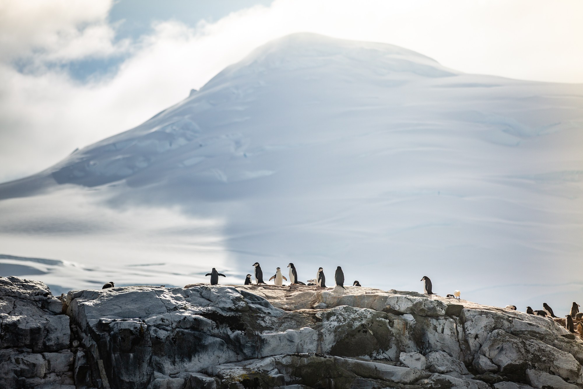 penguins of Antarctica