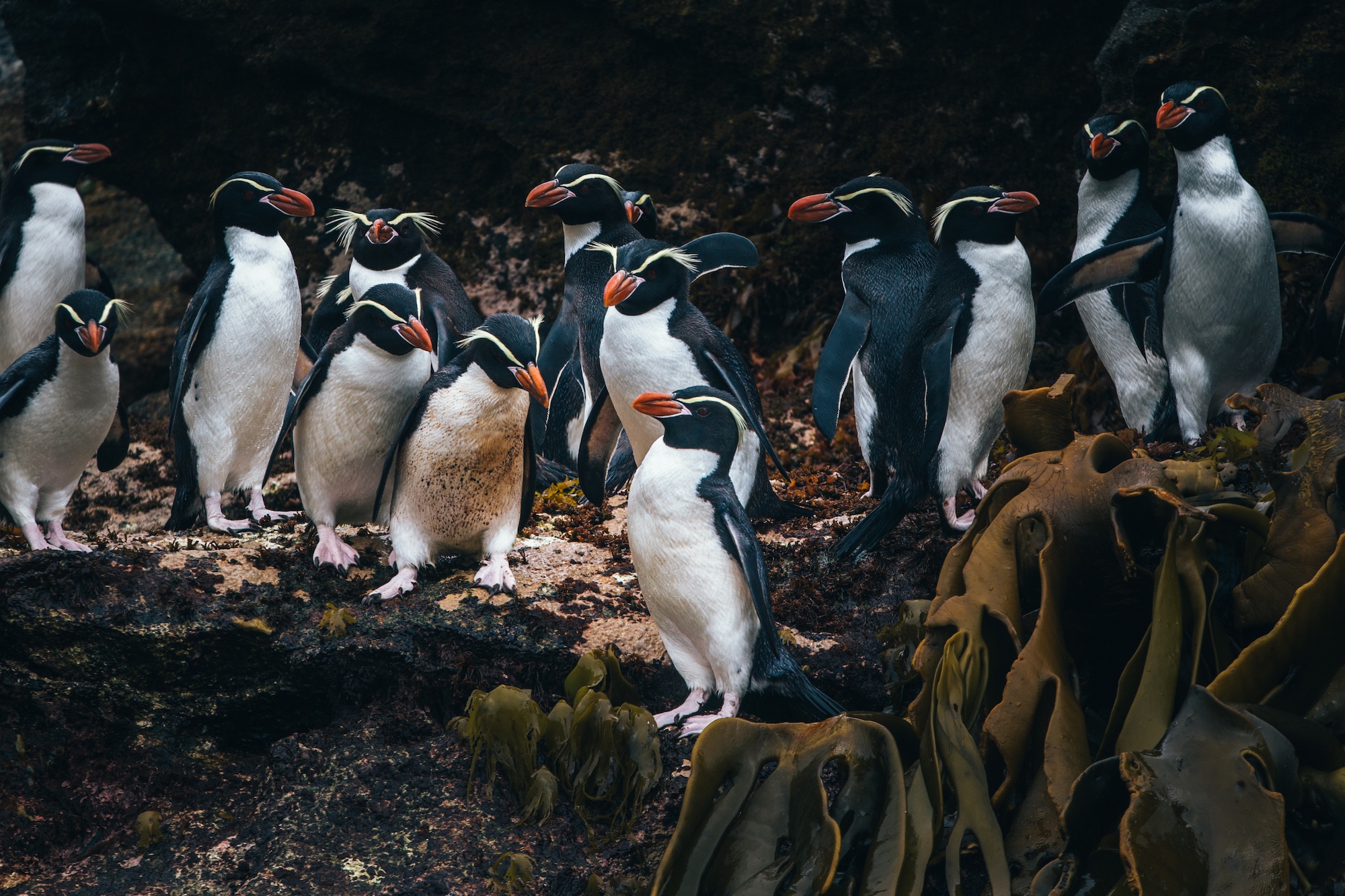 Traverc AW1Q8148 Penguins you might meet in Antarctica  