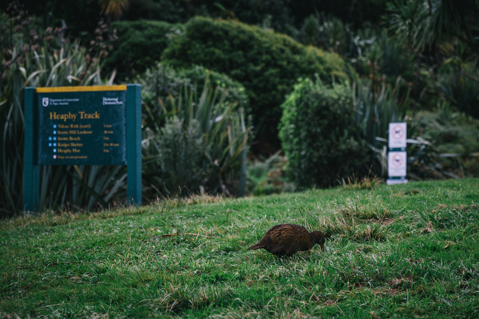Traverc 136A9054-copy In defense of the bold and fearless weka: New Zealand’s most unruly bird  