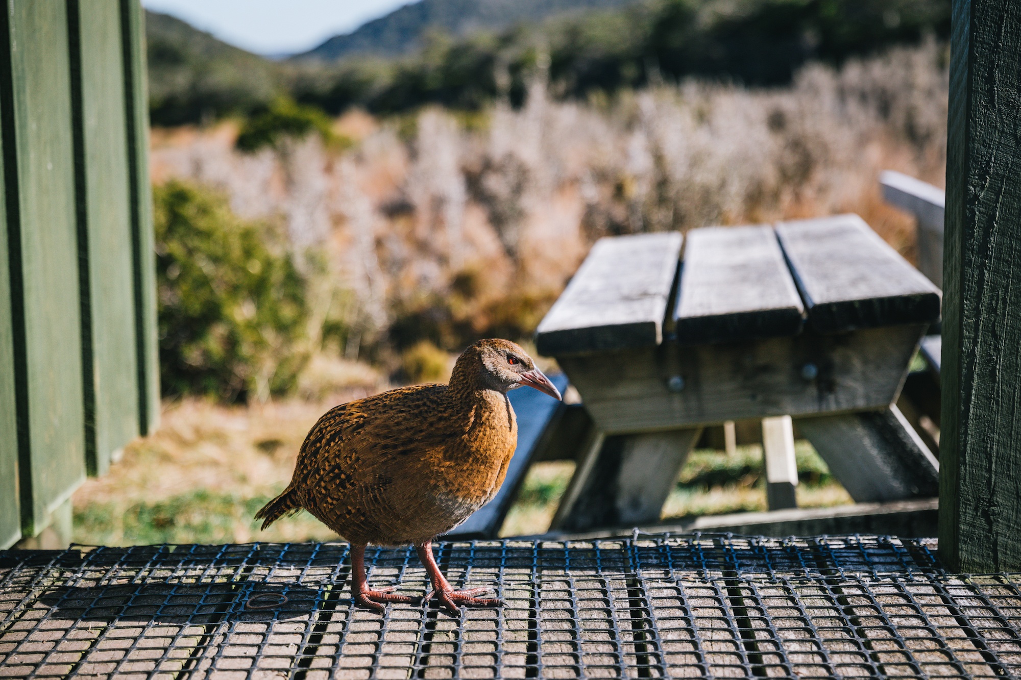 Traverc 136A9250-copy In defense of the bold and fearless weka: New Zealand’s most unruly bird  