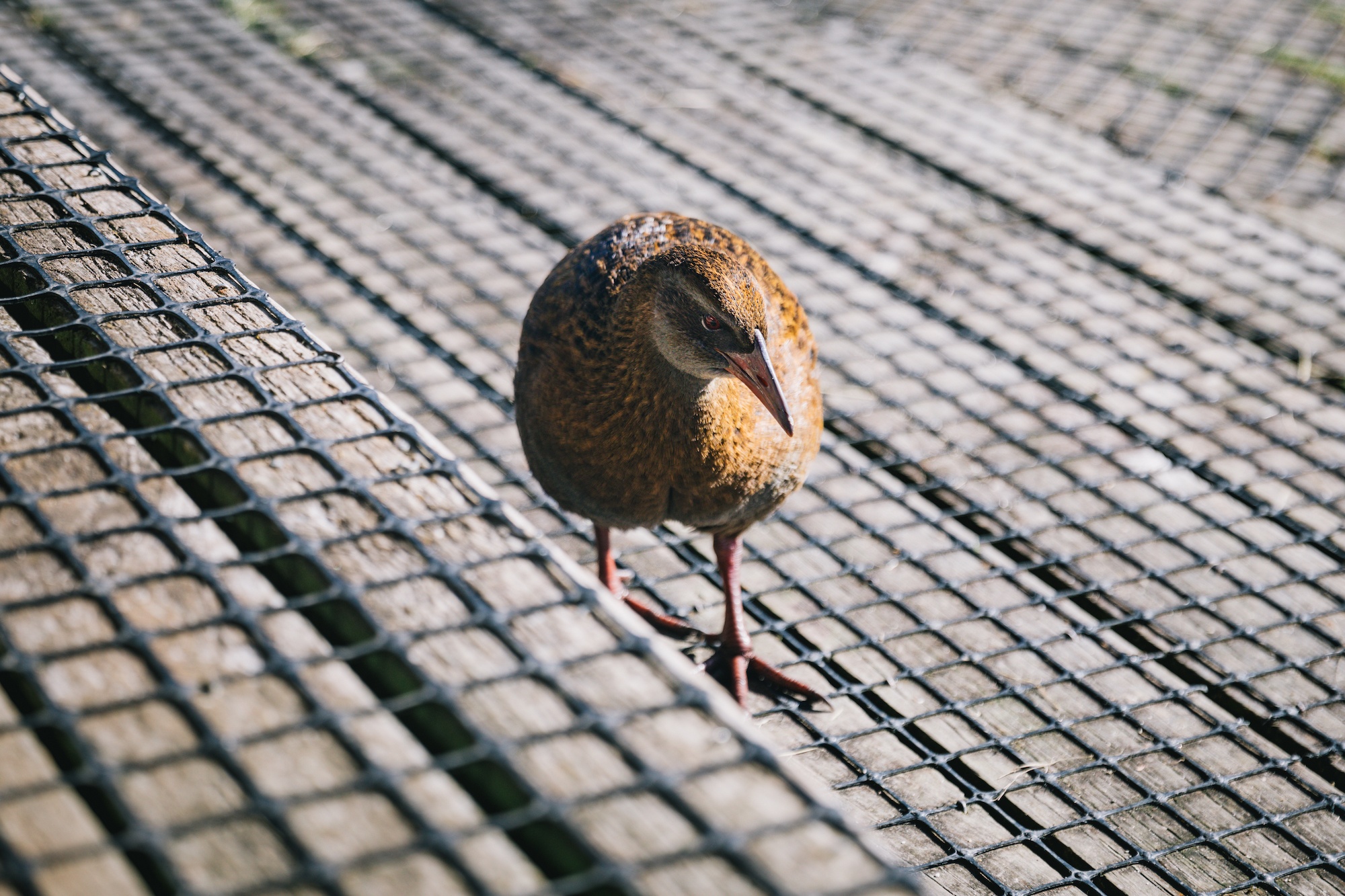 Traverc 136A9254-copy In defense of the bold and fearless weka: New Zealand’s most unruly bird  
