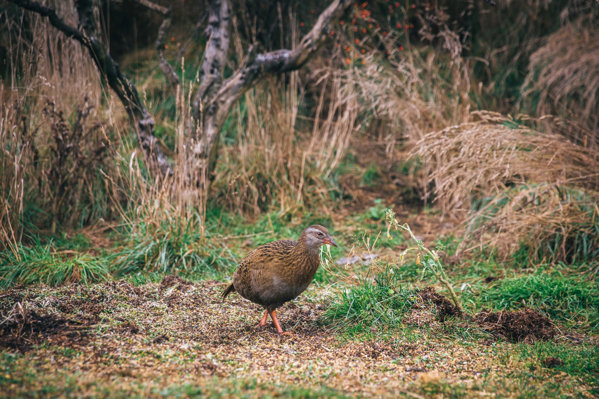 Traverc 071A6313 In defense of the bold and fearless weka: New Zealand’s most unruly bird  