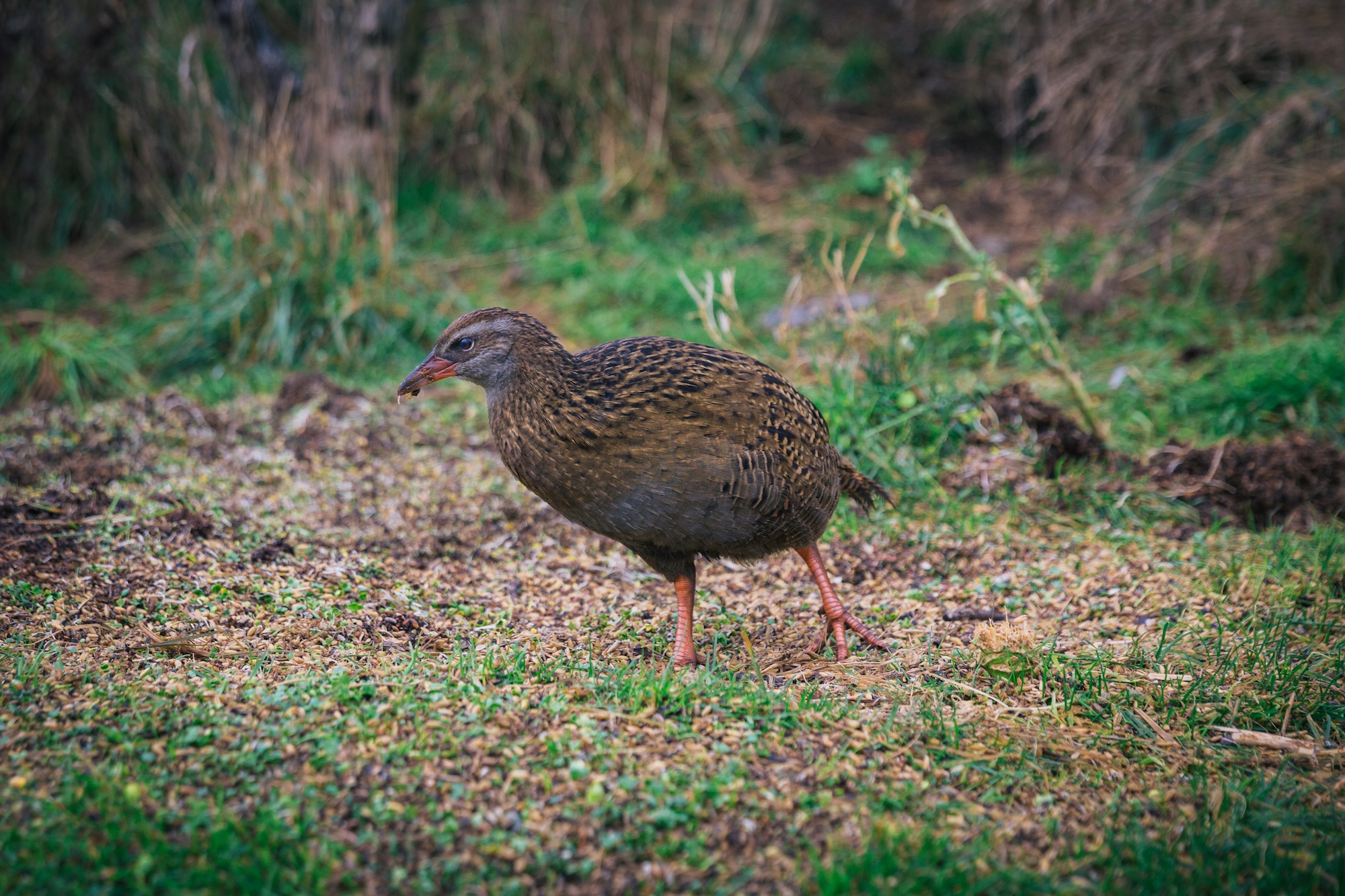 Traverc 071A6319 In defense of the bold and fearless weka: New Zealand’s most unruly bird  