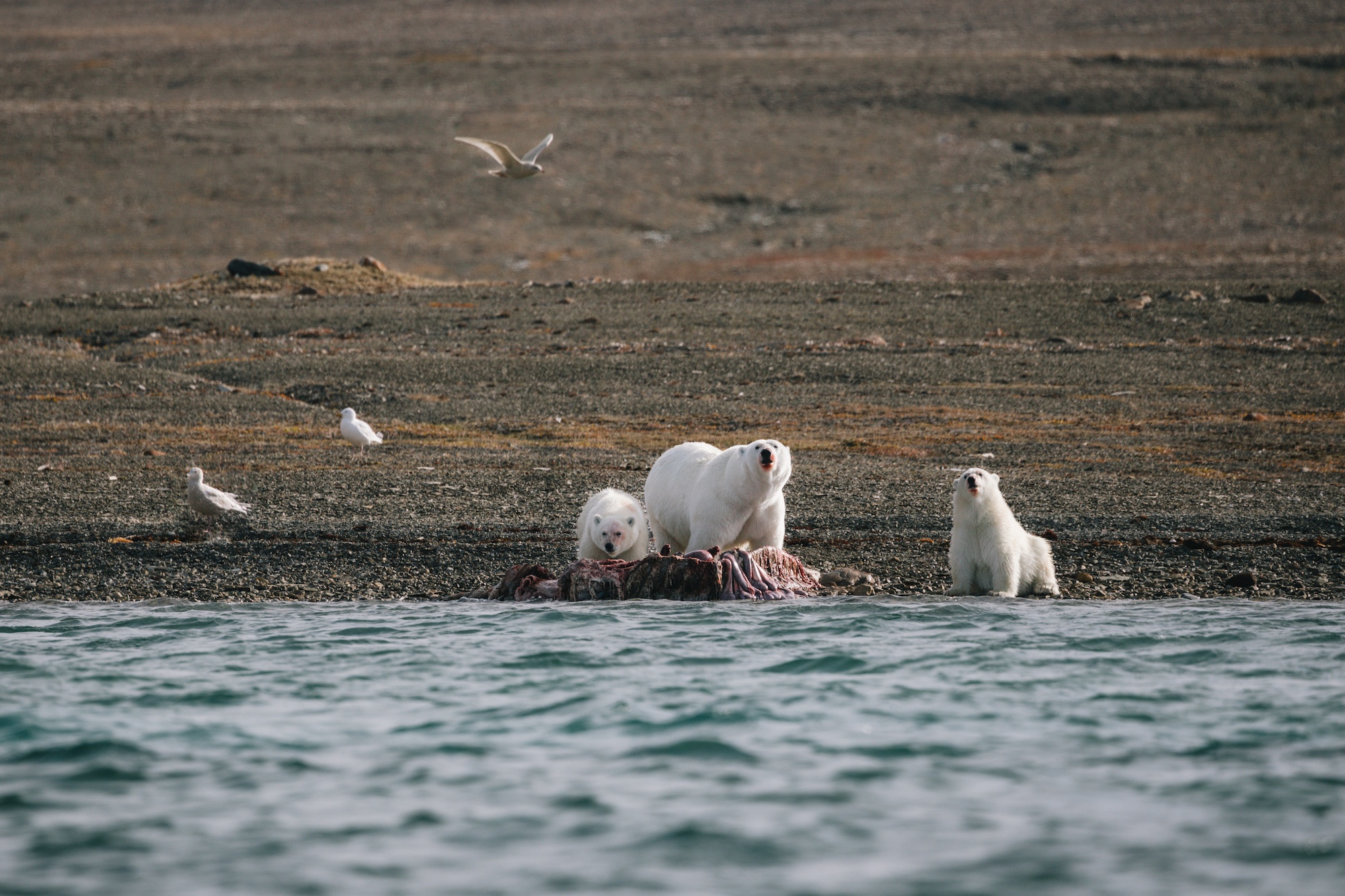 Traverc 136A2827-copy Is this place for real? Where polar bears hunt beluga whales in Arctic Canada  