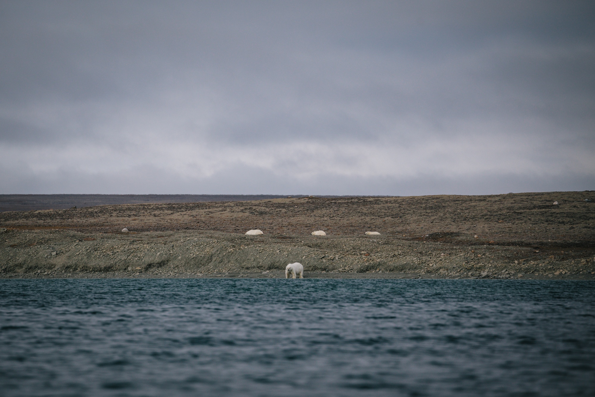 polar bears hunt beluga whales
