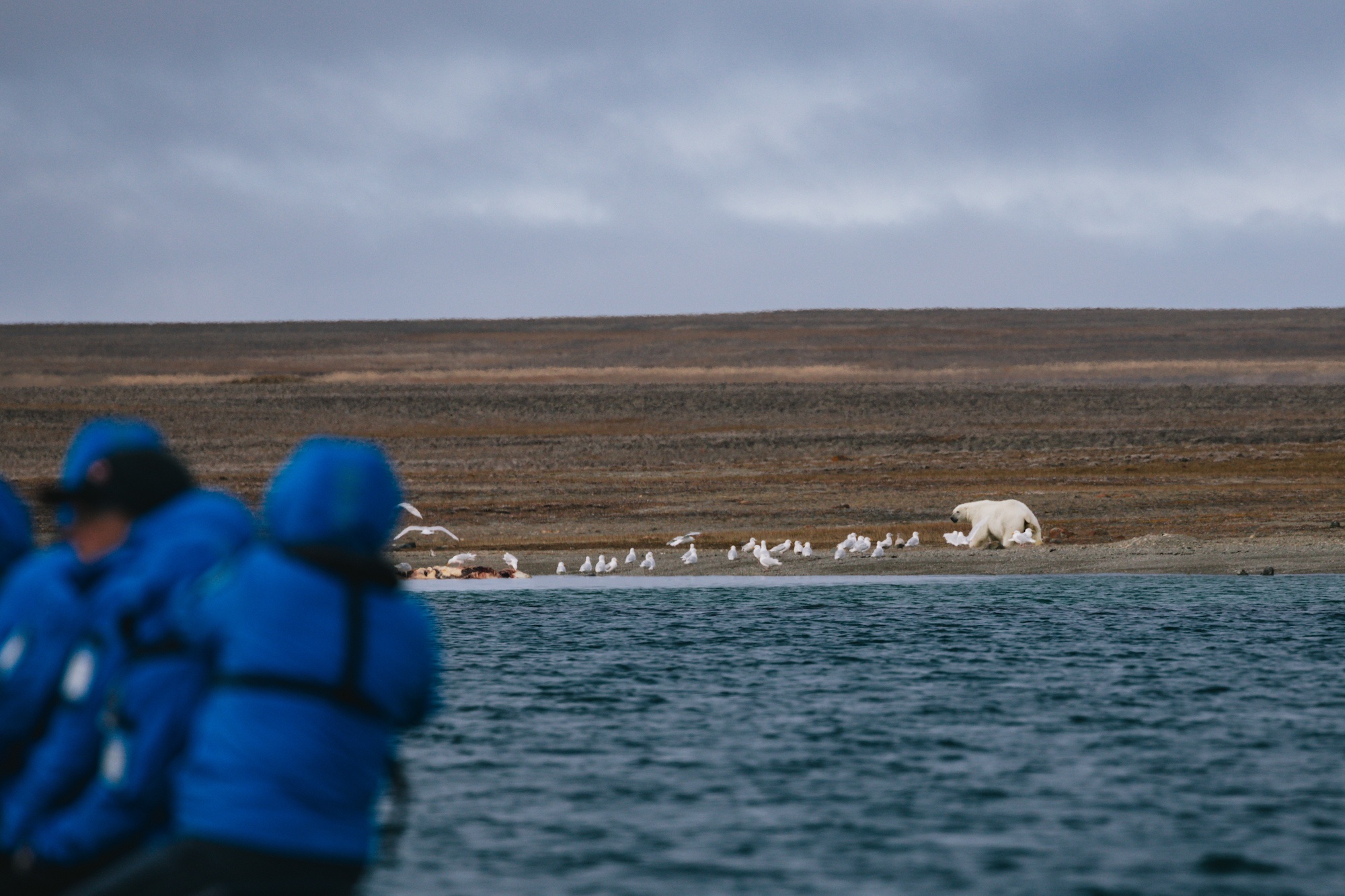 Polar bear hunts beluga whale