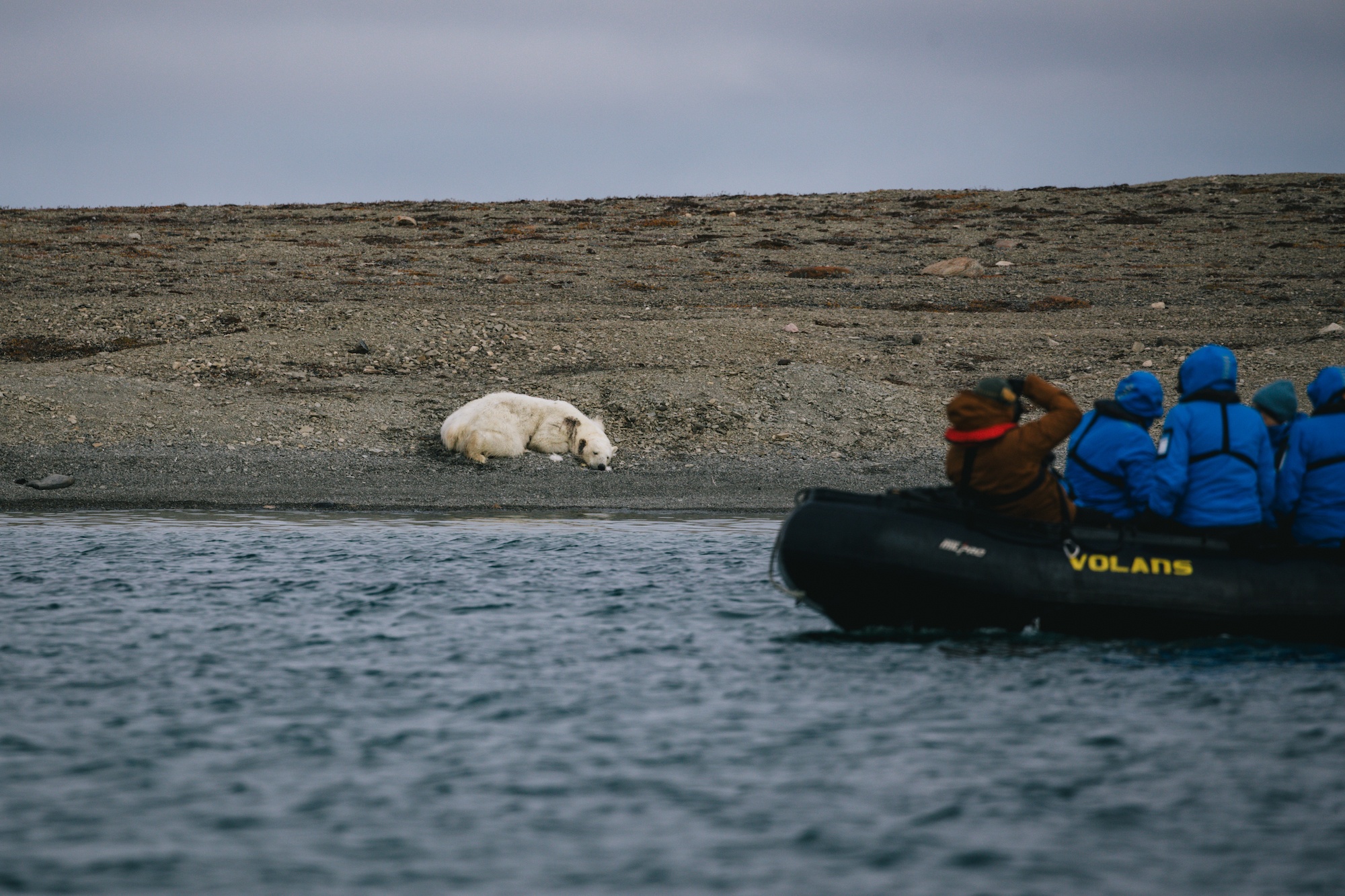 Traverc 136A3024-copy Is this place for real? Where polar bears hunt beluga whales in Arctic Canada  