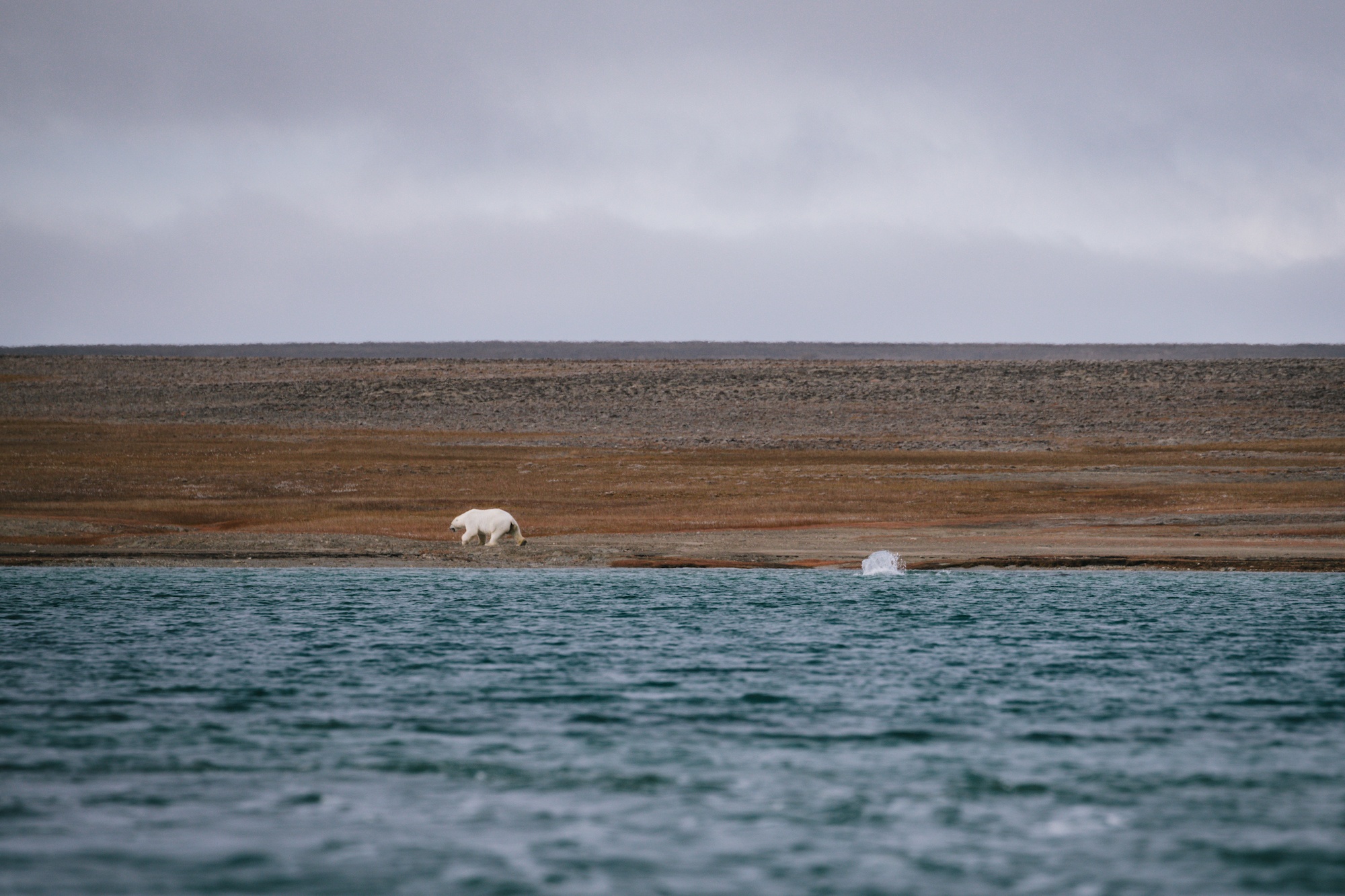 Polar bear hunts beluga whale