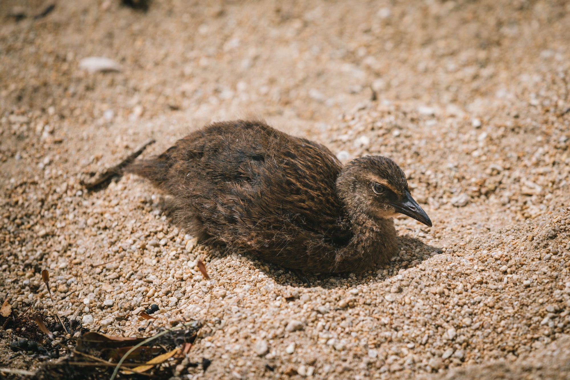 Traverc 1N9A0758-copy In defense of the bold and fearless weka: New Zealand’s most unruly bird  