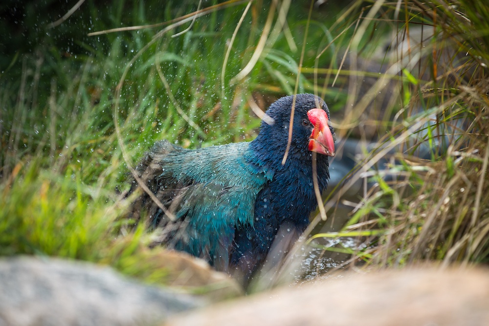 Traverc Takahe How the Heaphy Track become my new favorite Great Walk  